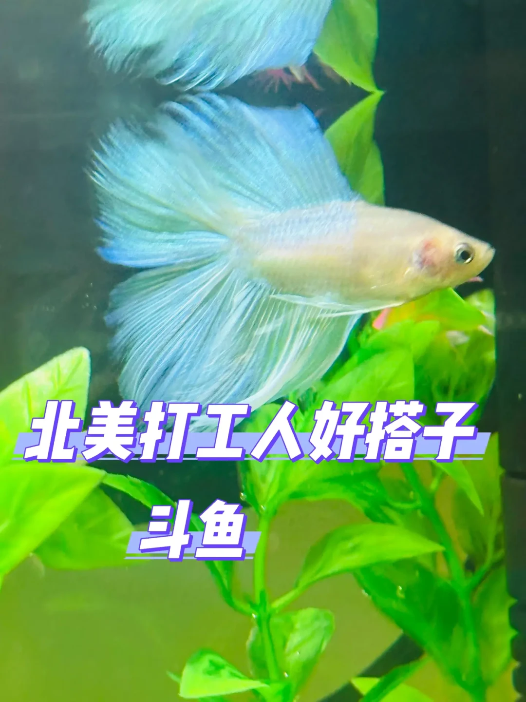 适合上班族的斗鱼饲养全攻略