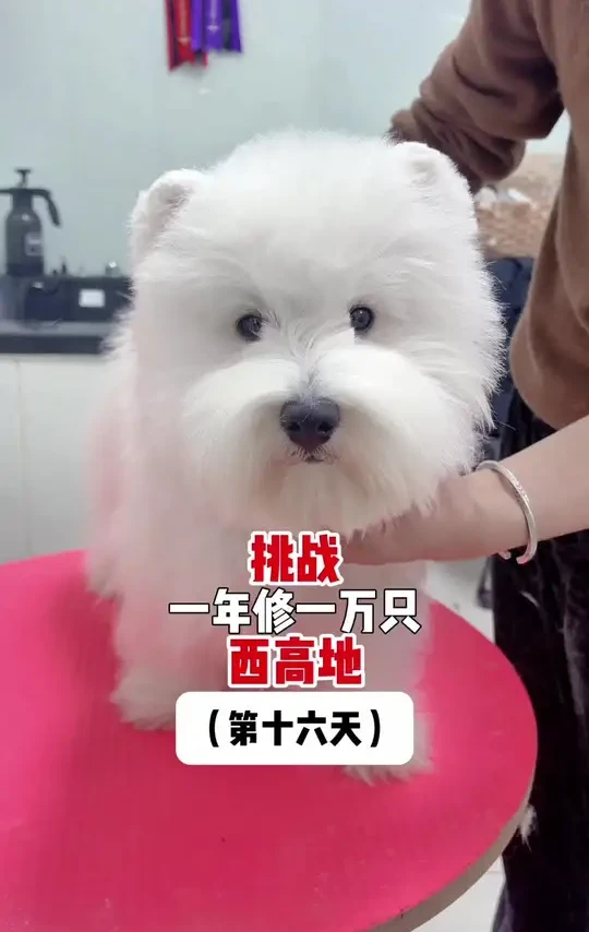 #西高地 #宠物狗美容 #西高地美容造型 #萌宠创作者计划  #创作灵感