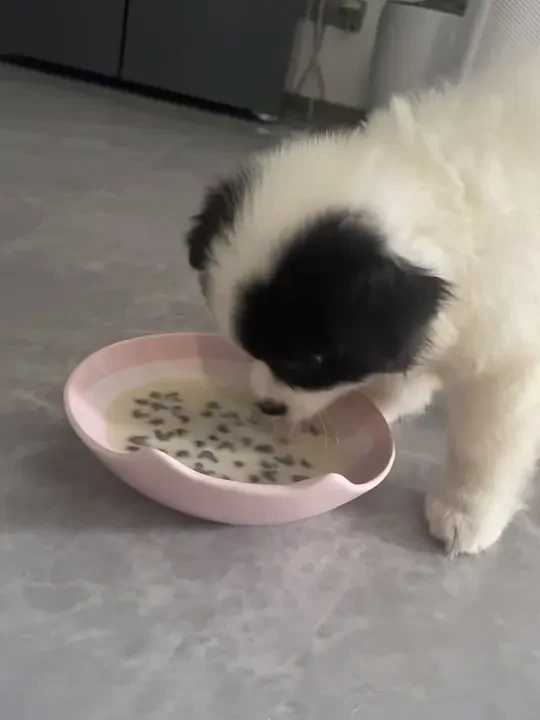 两个月幼犬喂狗狗羊奶粉一个月后