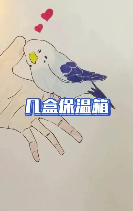 几盒保温箱使用分享！ #鹦鹉 #鹦鹉小白 #鹦鹉日常 #训鸟高手 #手养鹦鹉
