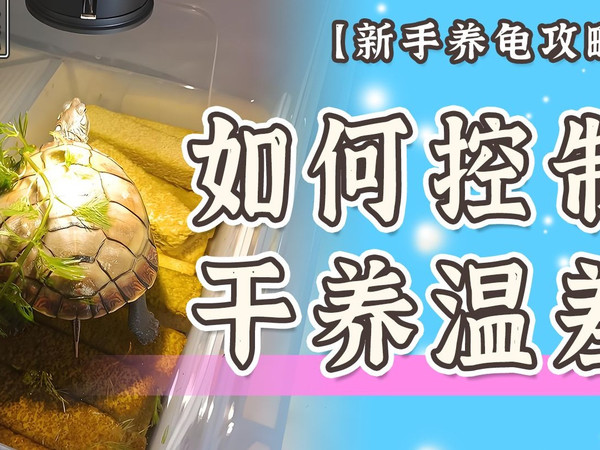 冬季乌龟如何干养 怎么防止温差？