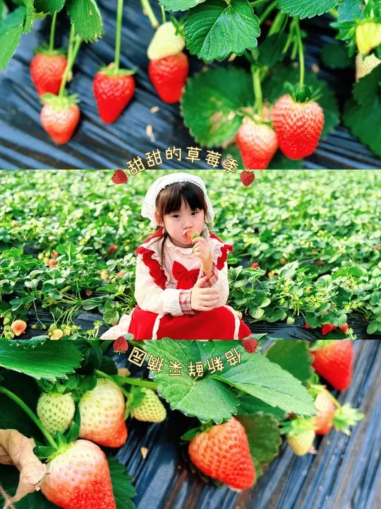 草莓季遛娃拍照🍓日系田园风大片轻松拿捏！