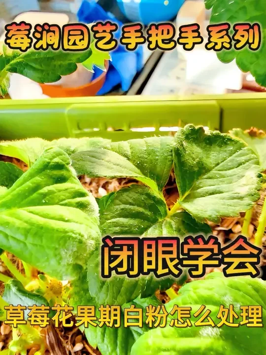 #内容启发搜索激励计划 #草莓白粉病 #白粉病 草莓的白粉病治疗，简单安全高效