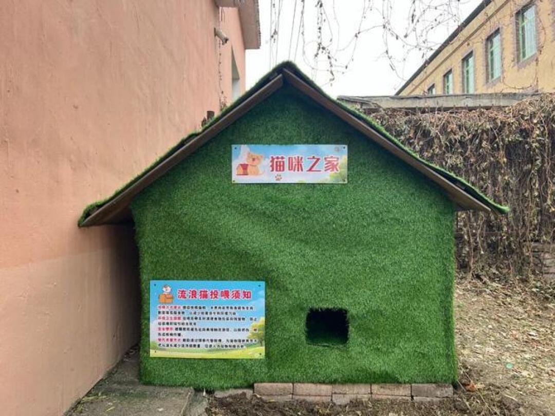 重庆为400只流浪猫建了座公园,让它们凭本事养活自己