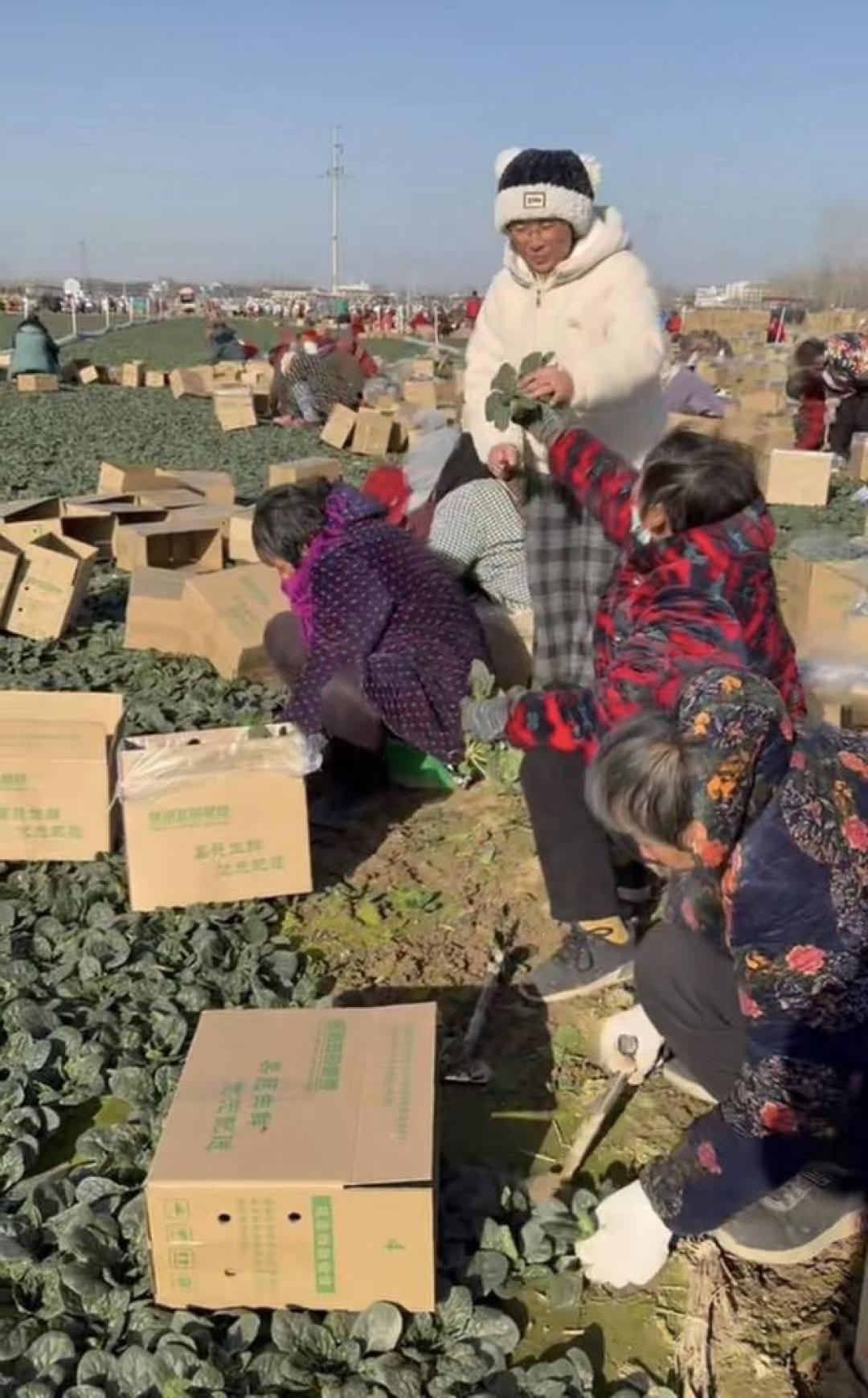 揭秘“菠菜爱马仕”：河南趴地菠菜越冻越甜，原来好吃有科学