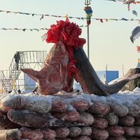 查干湖头鱼拍出169万，这鱼到底贵在哪？