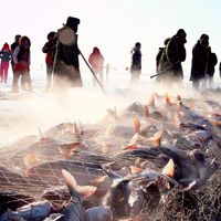 查干湖鱼值不值得高价购买？169万头鱼引全网观点大PK