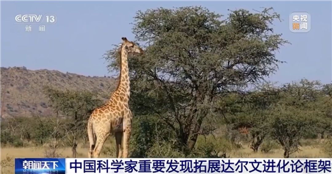 长颈鹿脖子长是后天努力吗!中国科学家发现基因封条