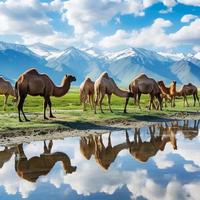 驼奶比牛奶营养价值更高吗？1000+用户观点大PK