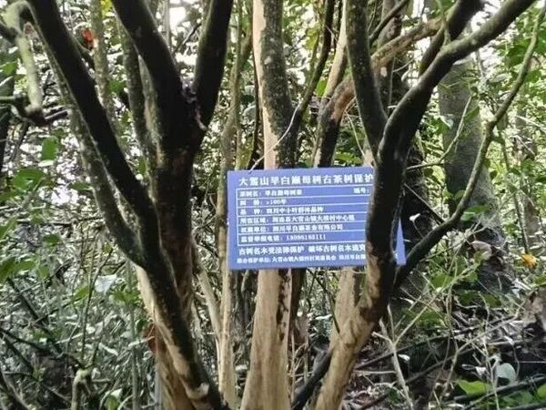 川红故里钜献！652年等一回！春节送礼王炸，298元把乌蒙山的“春节好礼”带回家！