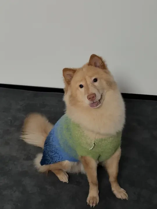 目前买过最满意的衣服，Kuoser真的太值得了！