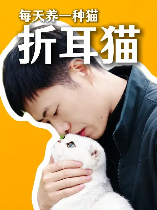 《每天养一种猫，今天养：苏格兰折耳猫》 如果可爱有代价，那折耳猫的代价，可能是一生的痛苦。今天我们要聊的这位，是猫界最让人心疼的‘天使’——苏格兰折耳猫。爱它，请不要购买它。没有买卖，才能停止这场以可