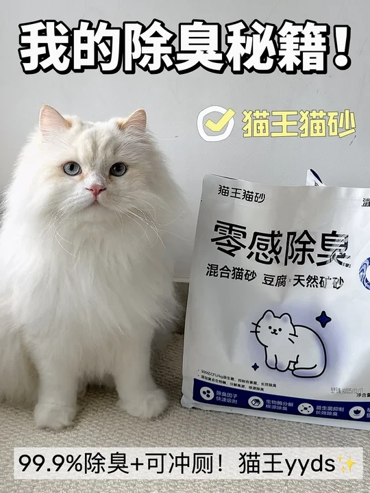 养猫家庭闻不到臭味，全靠这个黑科技猫砂！