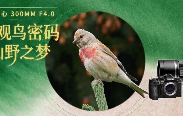 长焦之眼 300mm F4.0 探寻羽翼秘境