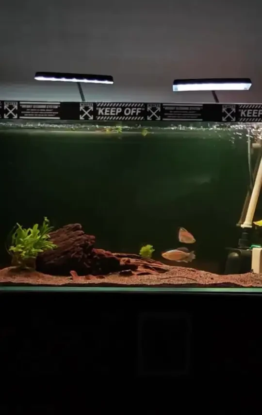 新款黑色鱼缸发光背景灯板RGB背景板七彩渐变南美造景鱼缸背景 鱼缸背景灯浴缸背景可变板，好看好用还好玩#水族 #鱼缸灯 #鱼缸背景灯板 #鱼缸背景纸 #光背景灯板 #水族用品 鱼缸七彩发光背景灯板
