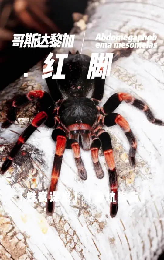 哥伦比亚红脚来啦来啦😁#神奇动物在抖音 #神奇生物 #蜘蛛 #宠物蜘蛛 #爬宠日常