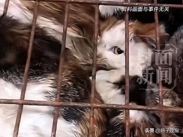北京一女子收留12只流浪猫，笼养在零下低温的室外，市民救助反被起诉？法院：只归还猫笼
