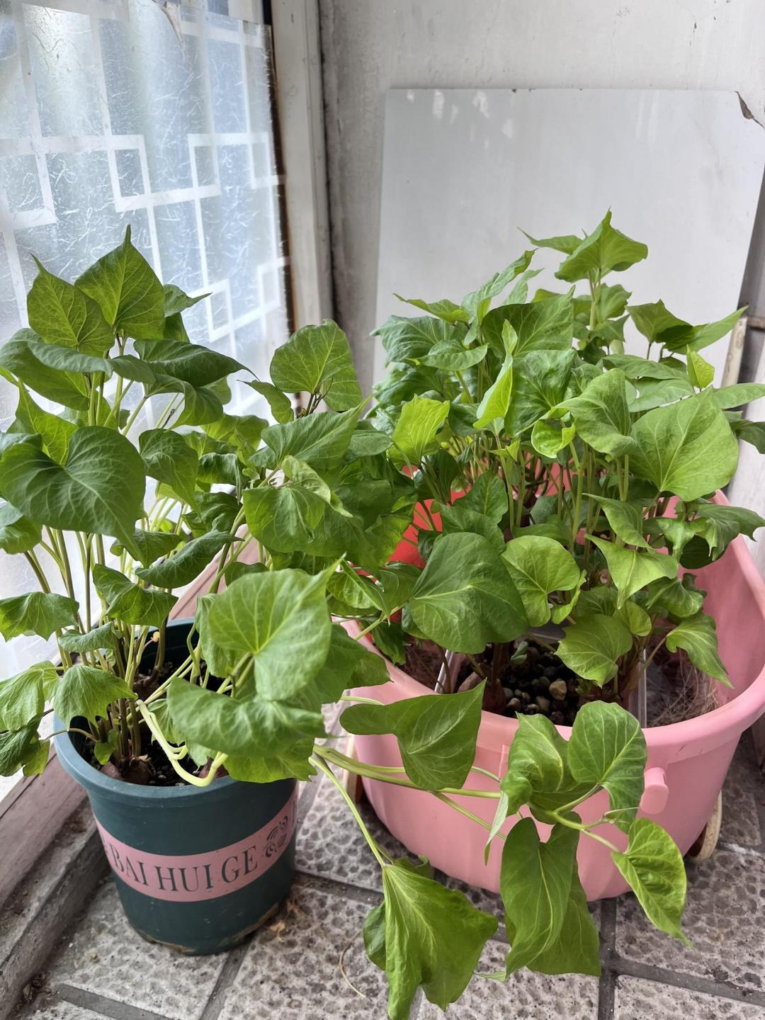 别再为爱好花冤枉钱了,最高级的快乐,都藏在这些不花钱的小事里