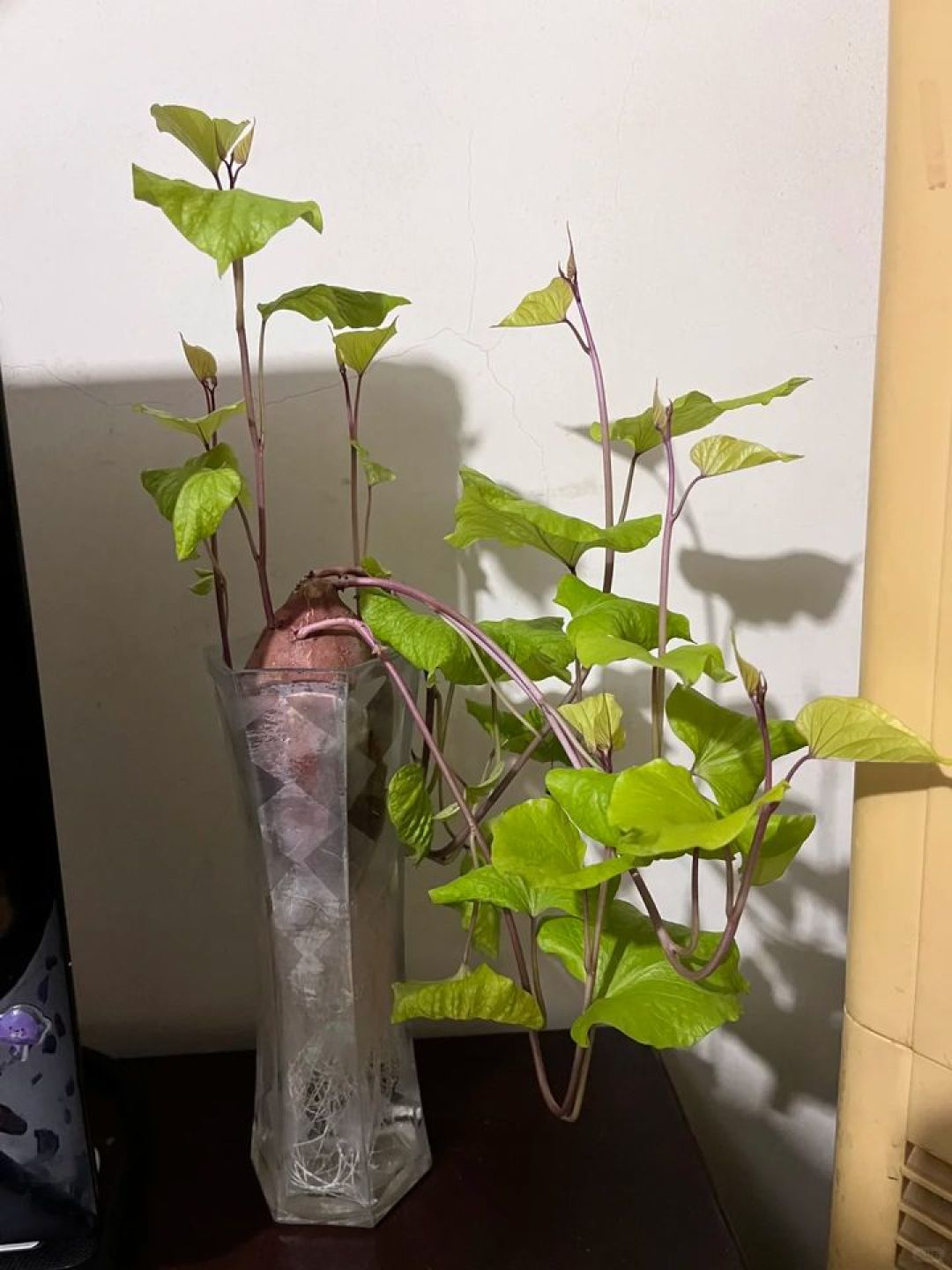 别再为爱好花冤枉钱了,最高级的快乐,都藏在这些不花钱的小事里