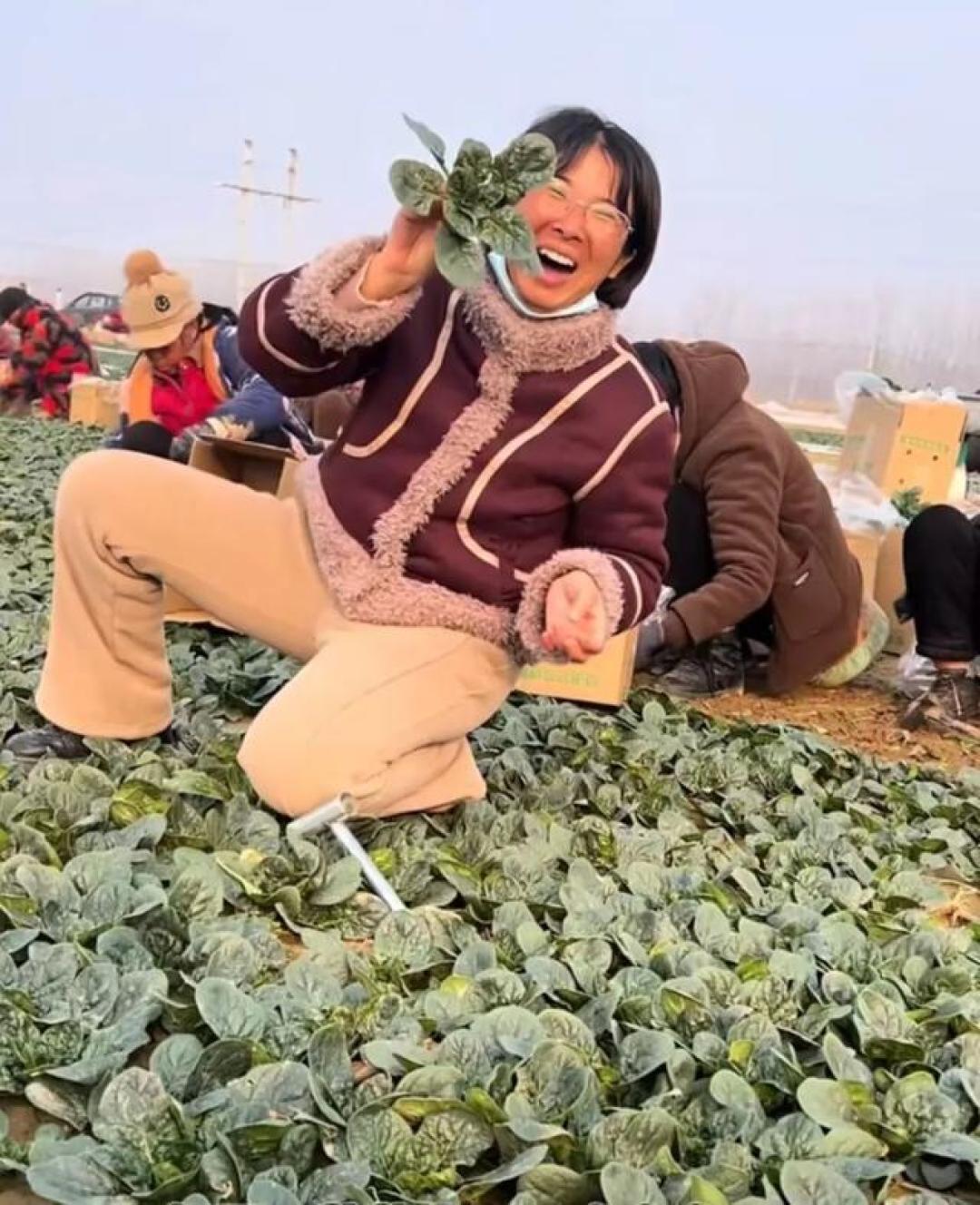 河南“趴地菠菜”意外走红:日销万单的“童年味道”有何出圈秘诀?