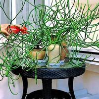 宝妈一盆多肉养7年，长成“六亲不认”的样子，女儿直呼：成精了~