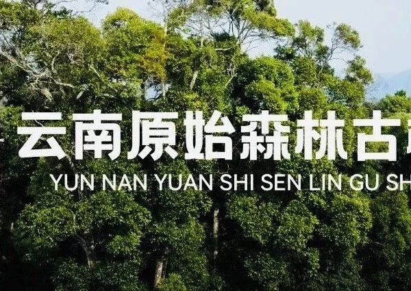 什么样的普洱茶才有收藏价值？