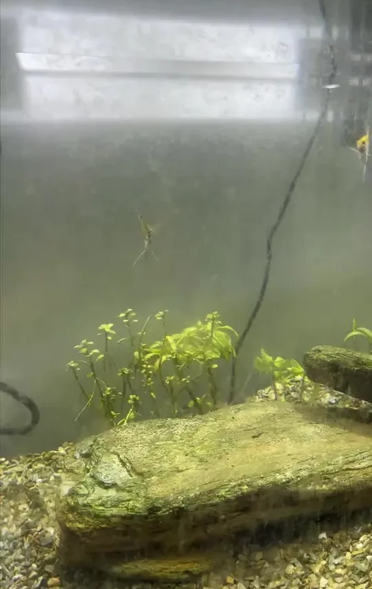 YEE新奇宠物鱼缸滤材，纳米细菌屋培养水族益菌！
#YEE滤材 #培养益菌 #硝化细菌屋 #鱼缸滤材 #水族专用滤材