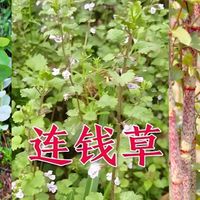 传承古方，验于今证，金钱胆通颗粒利胆排石更适合慢性胆囊炎