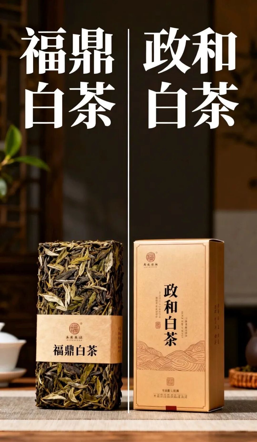 白茶怎么选?深度解析四大产区风味与藏养价值