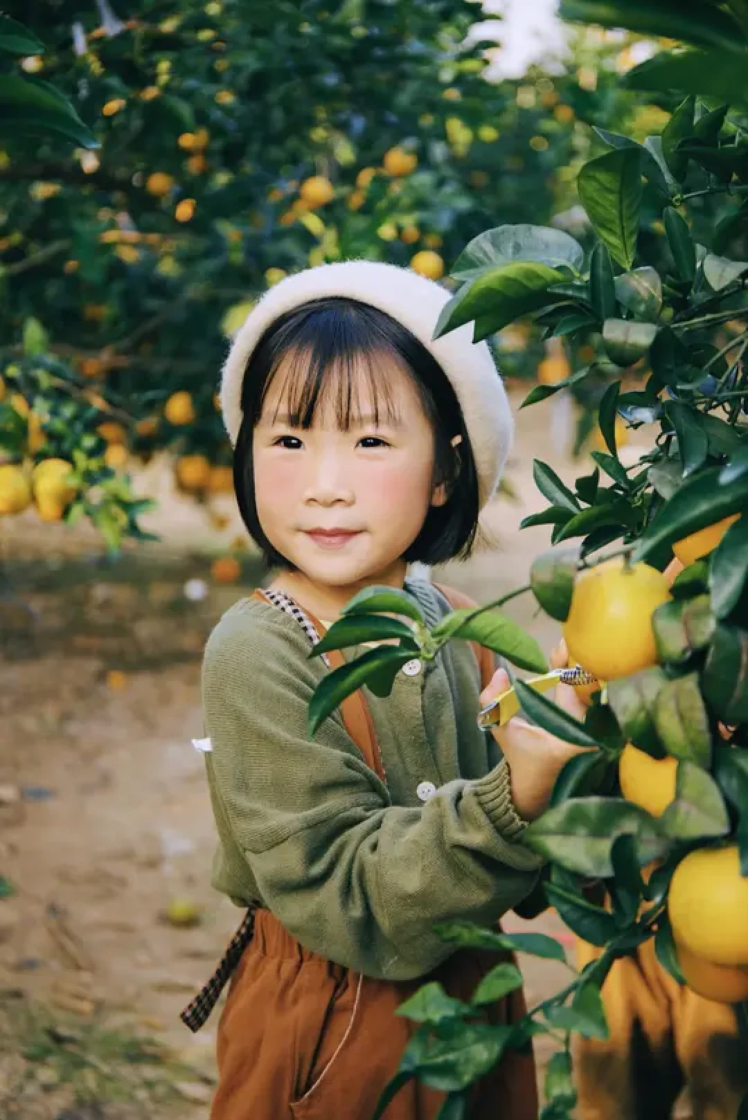 中山摘橙攻略:周末遛娃拍照全指南