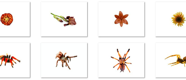 人类的恐惧感是后天习得还是本能反应？