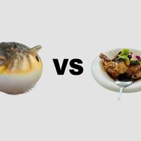 野生河豚 vs 养殖河豚？我们汇总了200+用户真实观点，答案清晰了