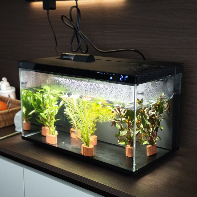 人生第一次用小米鱼缸养鱼，还挺有成就感的！