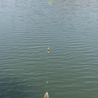 球球逗钓 vs 传统钓法？58位钓鱼人真实体验告诉你答案