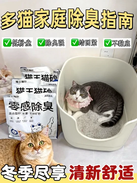 养猫家庭除味指南，冬天也能清爽吸猫❗