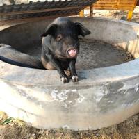 一场求助引来千人吃席，合川文旅顺势捧红了这块宝藏猪肉