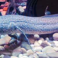 贵州大哥街头卖鱼，大鱼离水半天不死引热议，52+用户观点全景呈现