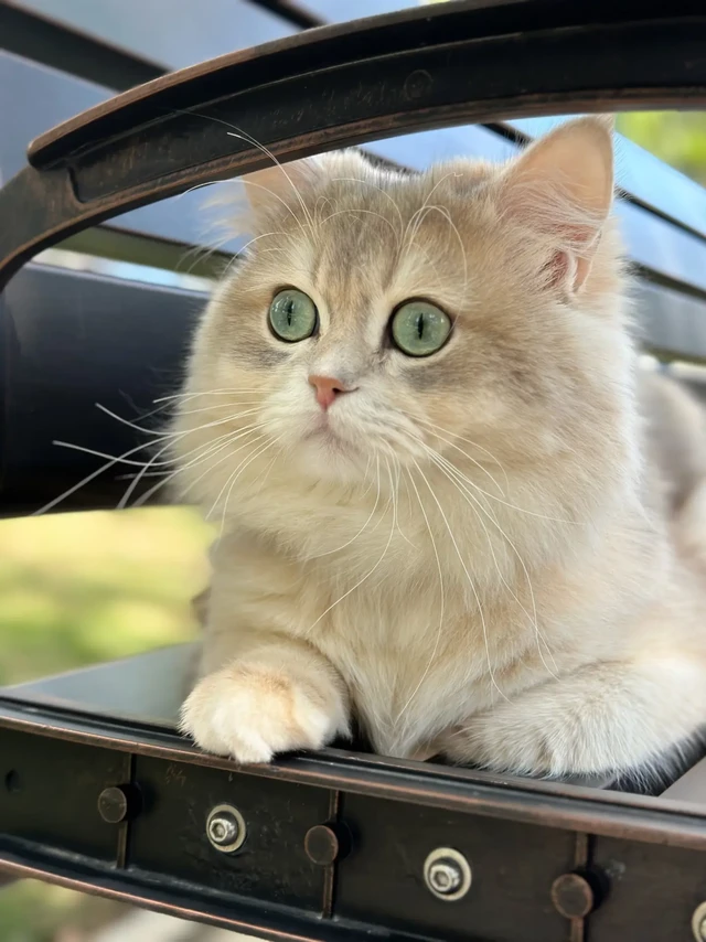 ✨精致养猫| 养宠家庭平价家电清单来啦~