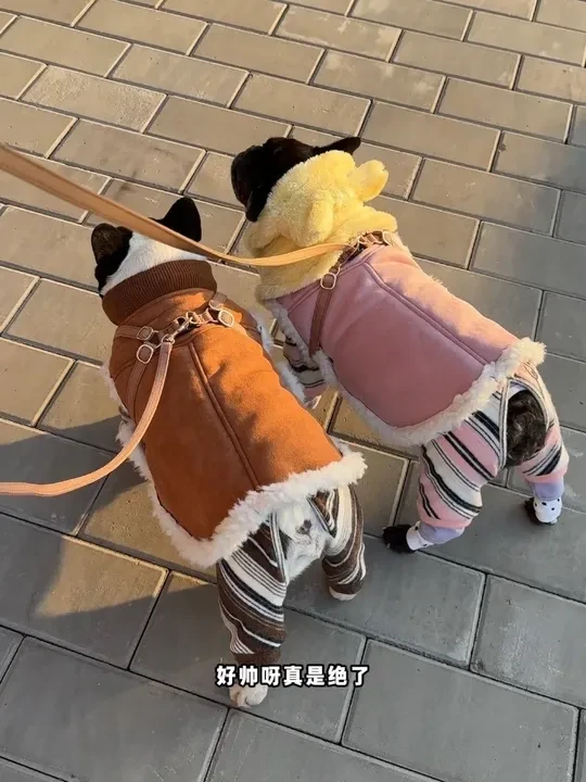 两只法斗超保暖三明治穿衣法！
#萌宠#宠物穿搭 #狗狗穿搭 #法斗穿搭 #三明治穿衣法
