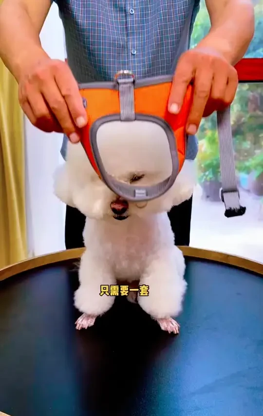 马鞍式胸背防挣脱牵引遛狗绳舒适犬胸背夏季狗绳牵引绳#犬胸背牵引绳 #马鞍式牵引绳 #防挣脱狗绳 #遛狗神器 #夏季狗绳