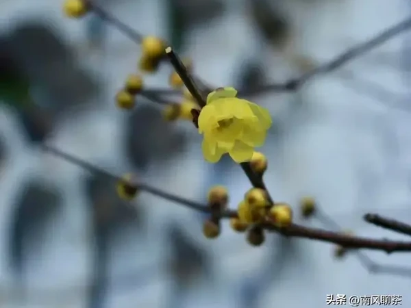 聊聊武夷岩茶的基础知识｜中——品种
