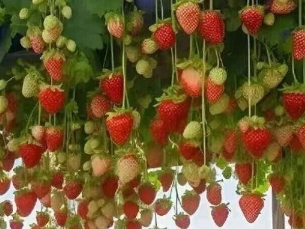 冬天的草莓能吃吗