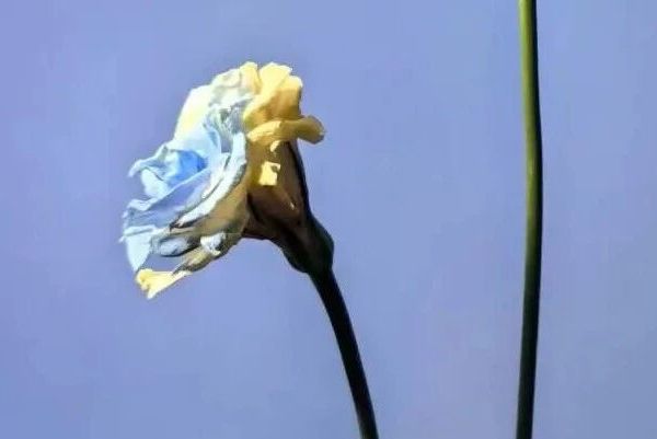 东野圭吾-《白夜行》