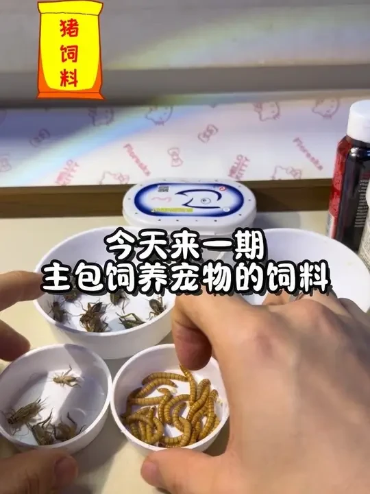 守宫饲料篇 #爬宠 #异宠 #守宫 #蟋蟀 #科普