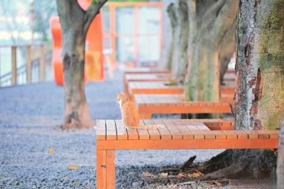重庆为数百只流浪猫建起江景公园,门票钱就是它们的猫粮