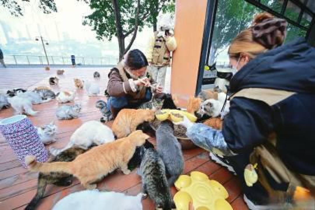 重庆为数百只流浪猫建起江景公园,门票钱就是它们的猫粮