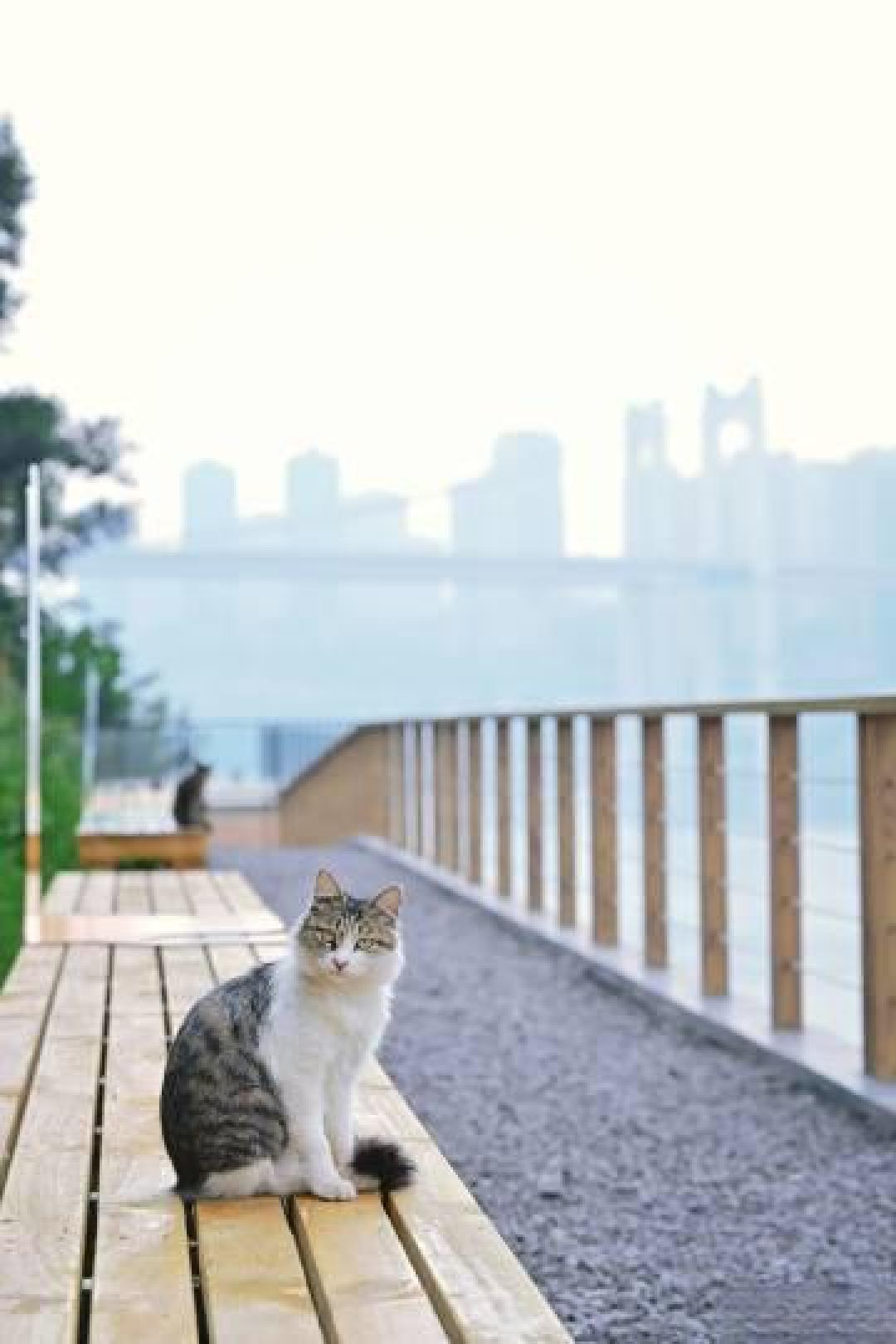 重庆为数百只流浪猫建起江景公园,门票钱就是它们的猫粮