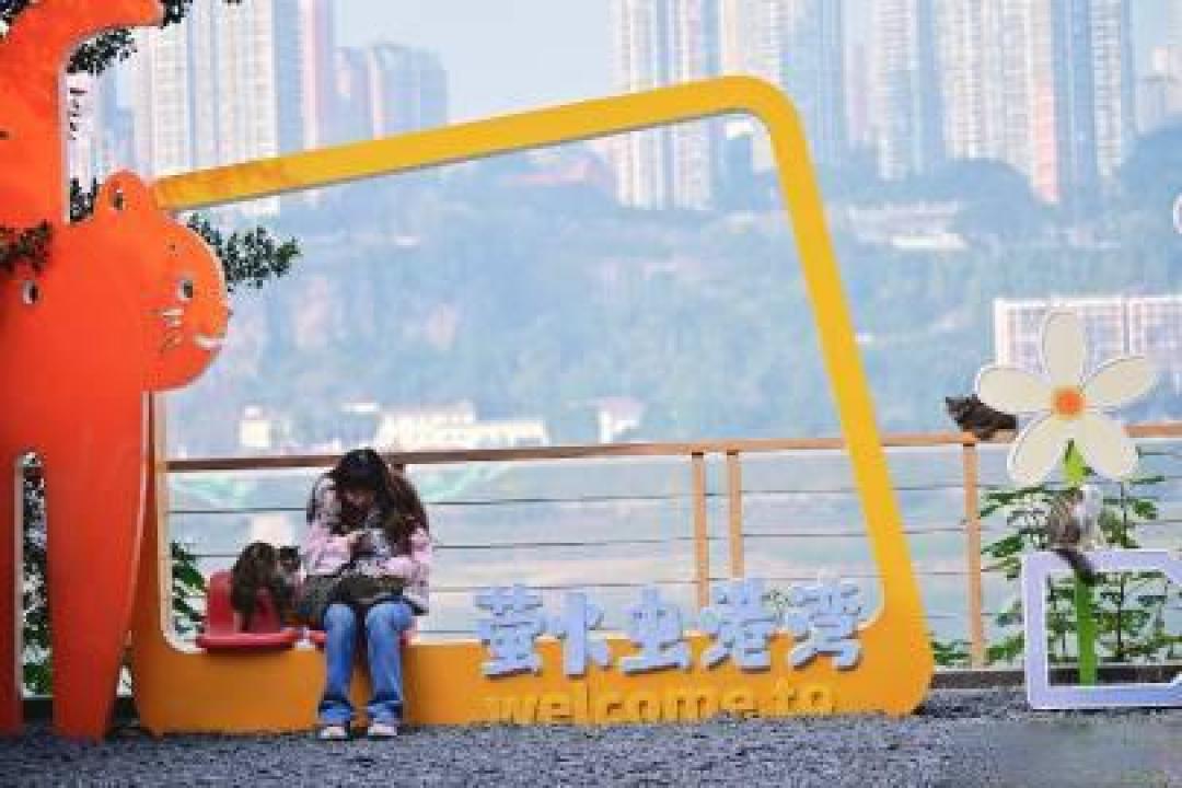 重庆为数百只流浪猫建起江景公园,门票钱就是它们的猫粮