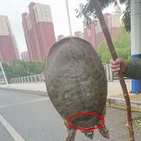 路边1200元一只的野生甲鱼，真相惊人