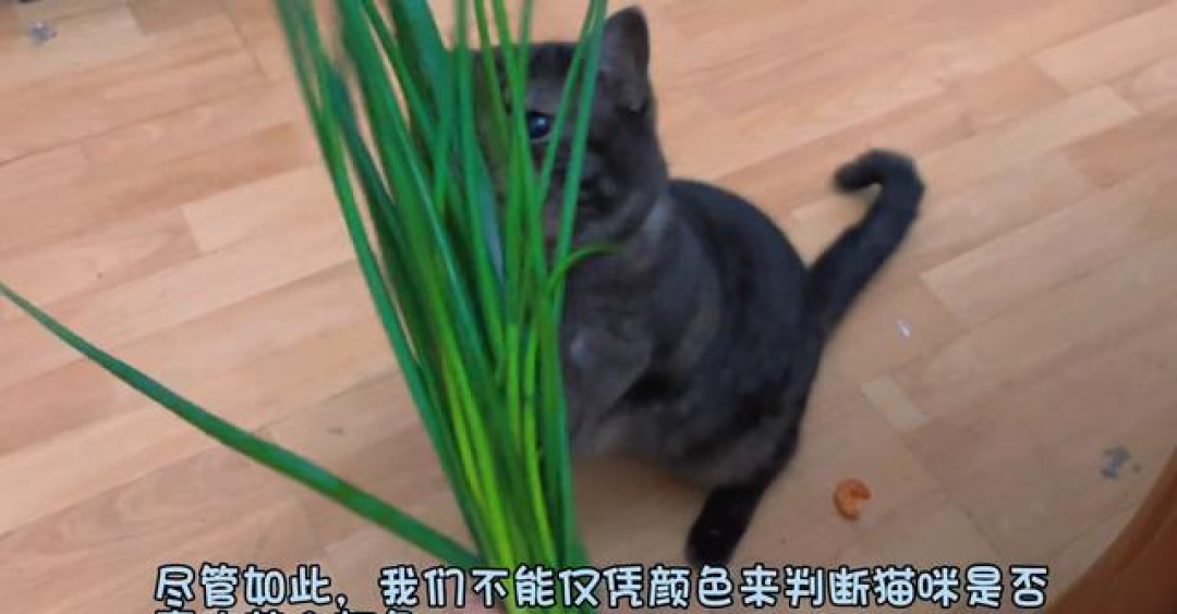 揭秘猫咪玩具真相:破烂为何比高价货更受欢迎?